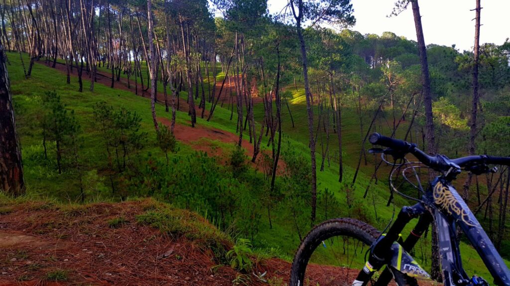 A bike rests in a burned pine forest