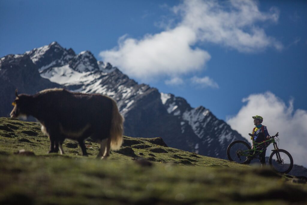 Sharing the trail with a yak